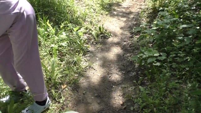 Прогулка по лесу с собаками ! Встретили ЁЖИКА смотреть онлайн