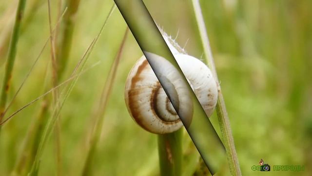 Красивые макрофото маленьких улиток в траве смотреть онлайн