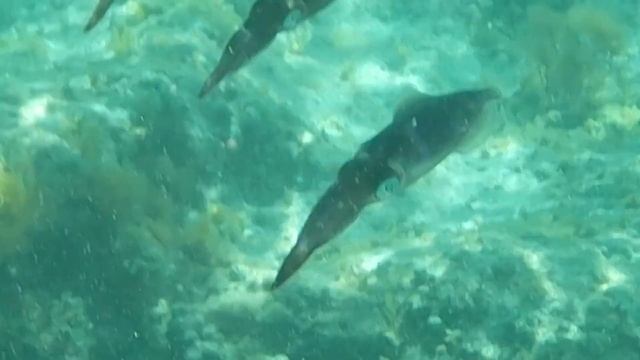 Squid and fish - Landa beach - Ayia Napa - Cyprus 23.8.2020 - 6 смотреть онлайн