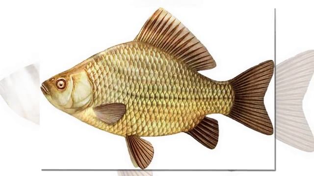 Речные рыбы.Слайд шоу из фото смотреть онлайн