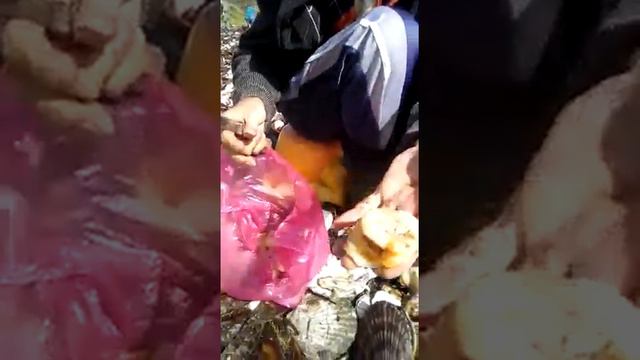 САХАЛИНСКИЙ ДЕЛИКАТЕС ПОСЛЕ ШТОРМА смотреть онлайн