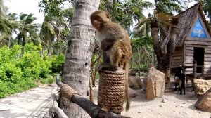 Супер экскурсия во Вьетнаме. Остров  обезьян в Нячанге