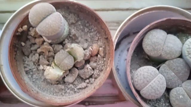 Сейчас самый сезон цветения литопсов, но не стоит забывать про подготовку к зимовке. смотреть онлайн
