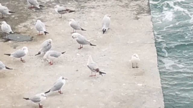 Черноморские чайки и бакланы. смотреть онлайн