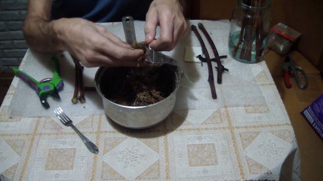 Укоренение черенков ВИНОГРАДА НА СФАГНУМЕ в ЗИП пакетах смотреть онлайн