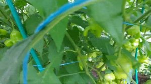 Острый перец " пикантный колокольчик " и " жгучий блондин"!!