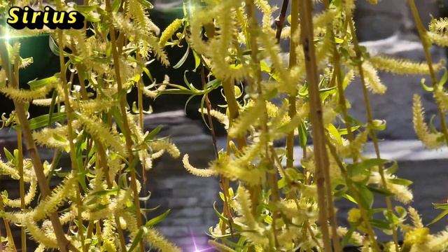 21 октября Трифонов день: что категорически нельзя делать смотреть онлайн