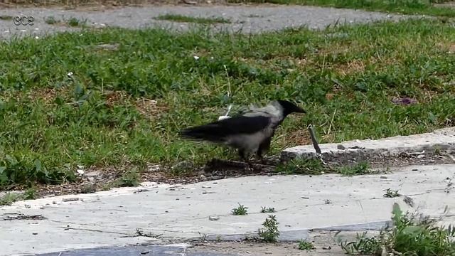 Вороны. Любопытство и борьба. смотреть онлайн