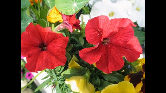 14 июля 2014 года...балкон благоухающий...)))... смотреть онлайн