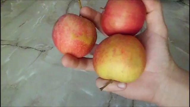 Как убрать неприятный запах чеснока изо рта смотреть онлайн