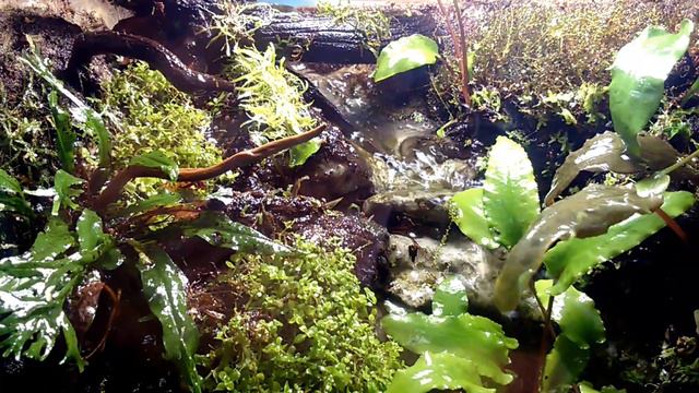 Палюдариум