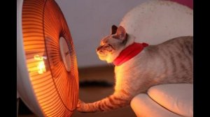 Божественные звуки перфоратора