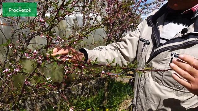 Саженцы персиков и нектаринов. Сорта и урожайность. смотреть онлайн