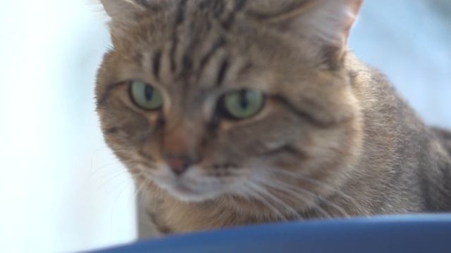 Гелиос 44 видео тест Helios 44 video test смотреть онлайн