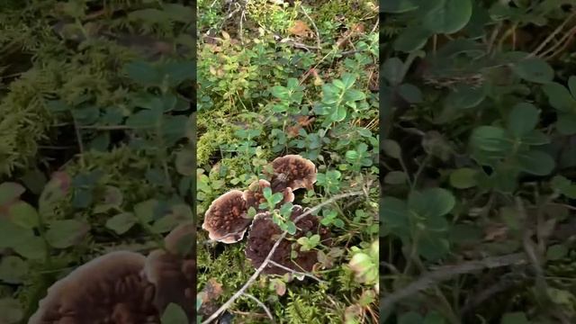 Лесные грибные тропы