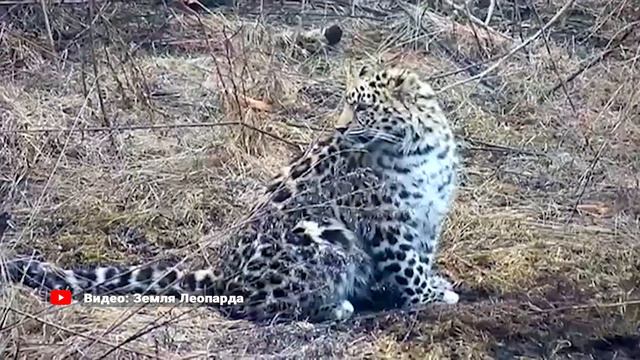 Готовится выпуск в дикую природу дальневосточного леопарда Leo 260M. смотреть онлайн