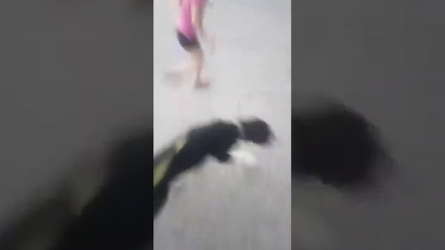 Агата 4 месяца САО Алабай смотреть онлайн