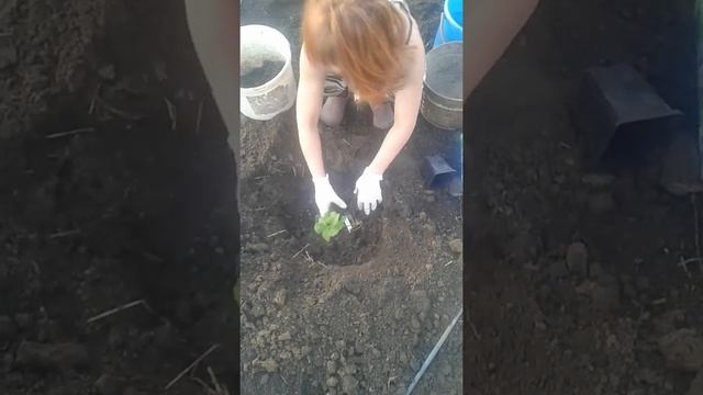 посадка шаровидной голубой гортензии -''вечное лето'' в грунт смотреть онлайн