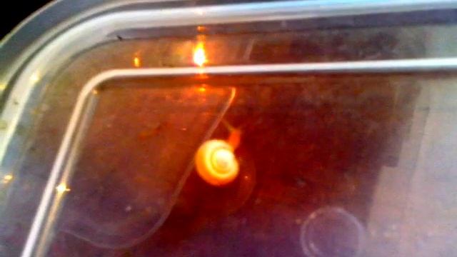 Отличия между видами улиток №1!Прозрачные улитки и полосатики