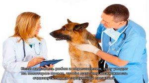 Вязка немецкой овчарки первый раз: на какой день течки