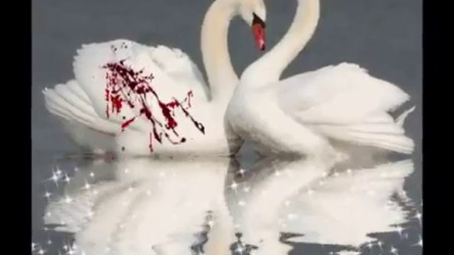 -ЛЕБЕДИ...-- - YouTube (4).flv.mp4 смотреть онлайн
