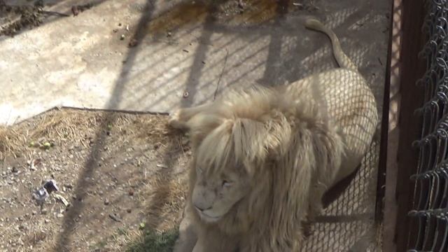 Крым. Сафари парк львов 