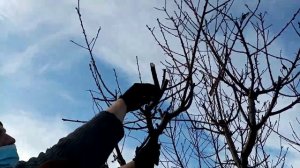 Правильная обрезка персика