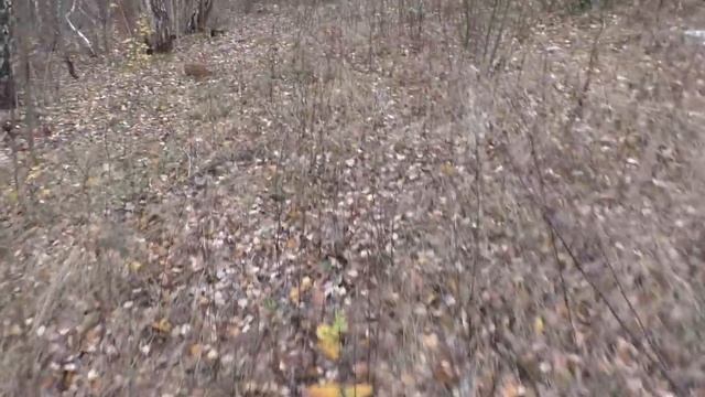 ВОТ ЭТО ДА! В ЭТОМ ЛЕСУ ГРИБОВ БЫЛО МНОГО!!! смотреть онлайн