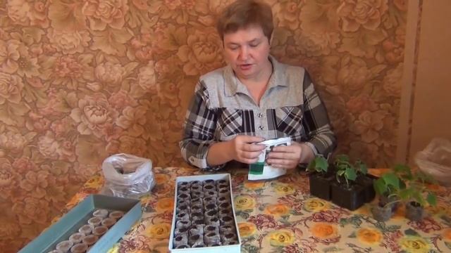 Как прорастить огурцы.Секреты большого урожая