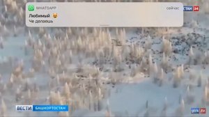 Миграция волков