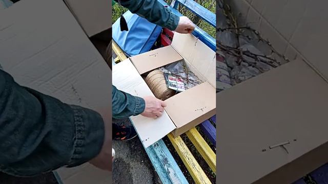Хвалебный отзыв Агромаркет (відгук) на посылку с саженцами барбариса. смотреть онлайн