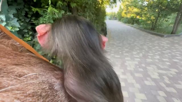 ГАМАДРИЛЫ-НЕРАЗЛУЧНИКИ! Я понесла Степу на прогулку, но он ЗАНЕРВНИЧАЛ услышав крики Мани! смотреть онлайн