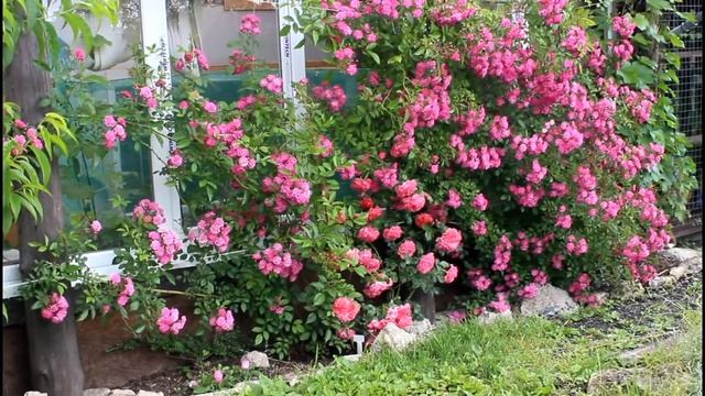 Плетистые розы в моём саду. Как добиться пышного цветения. смотреть онлайн