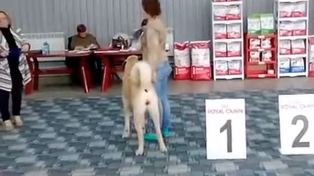 Турецкий кангал смотреть онлайн