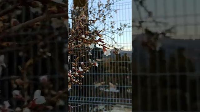 Миндаль цветёт в Новом Свете. Крым смотреть онлайн