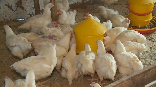 Интервью: Ирина Пастухова, министр социальной политики Красноярского края смотреть онлайн