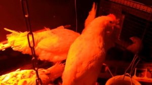 Яйценоскость в январе, о небольших минусах осенних выводков.