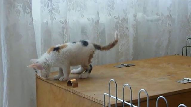 Пит Баловень Судьбы, помет П, 1,5 мес смотреть онлайн