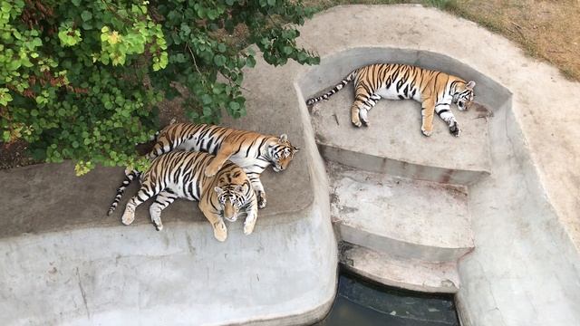 Милое тигриное семейство в Тайгане!  Cute Tiger Family In Taigan!