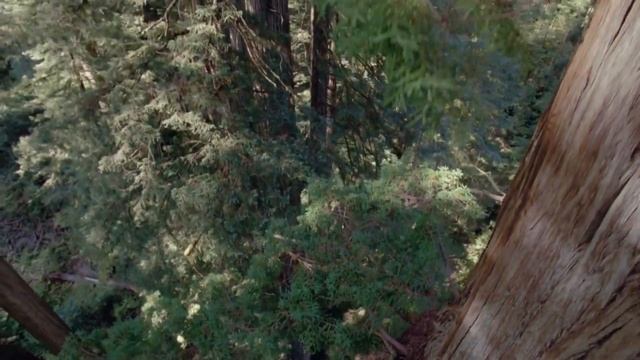 Самая высокая деревья на планете в мире смотреть онлайн