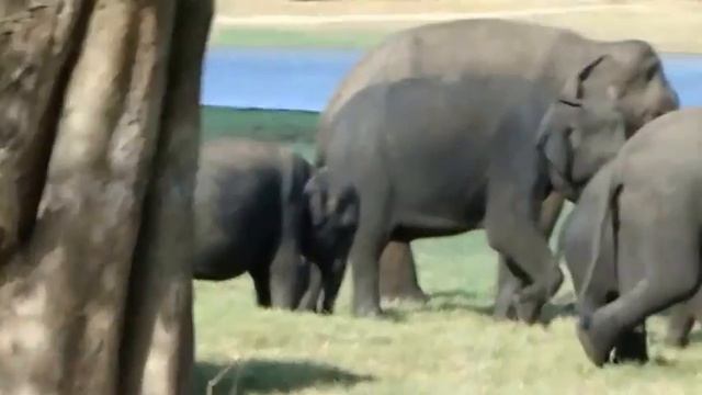 Sri Lanka Travel - Wild Elephants Minneriya National Park смотреть онлайн