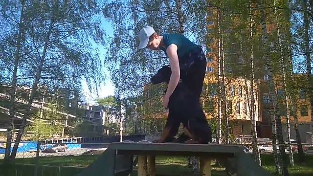 Дрессировка собак -доберман Дана.Дрессировщик Светлана смотреть онлайн