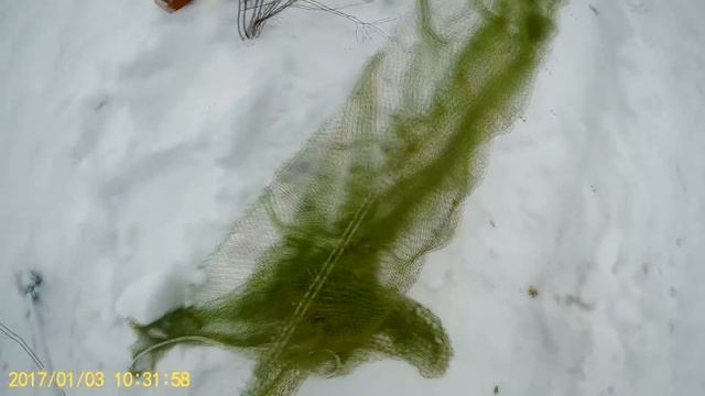 ЛОВЛЯ ДИКИХ ПТИЦ НА ТАЙНИК смотреть онлайн