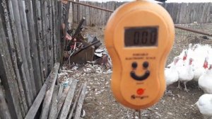 Индюки бройлеры Hibrid Grade Maker. 5 месяцев!