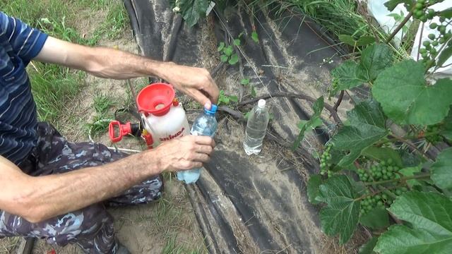 Народное средство от Мучнистой Росы #винограднаамуре смотреть онлайн