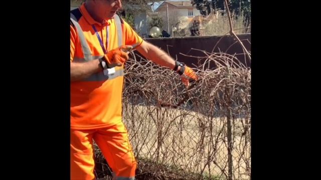 Potatura Ampelopsis quinquefolia смотреть онлайн