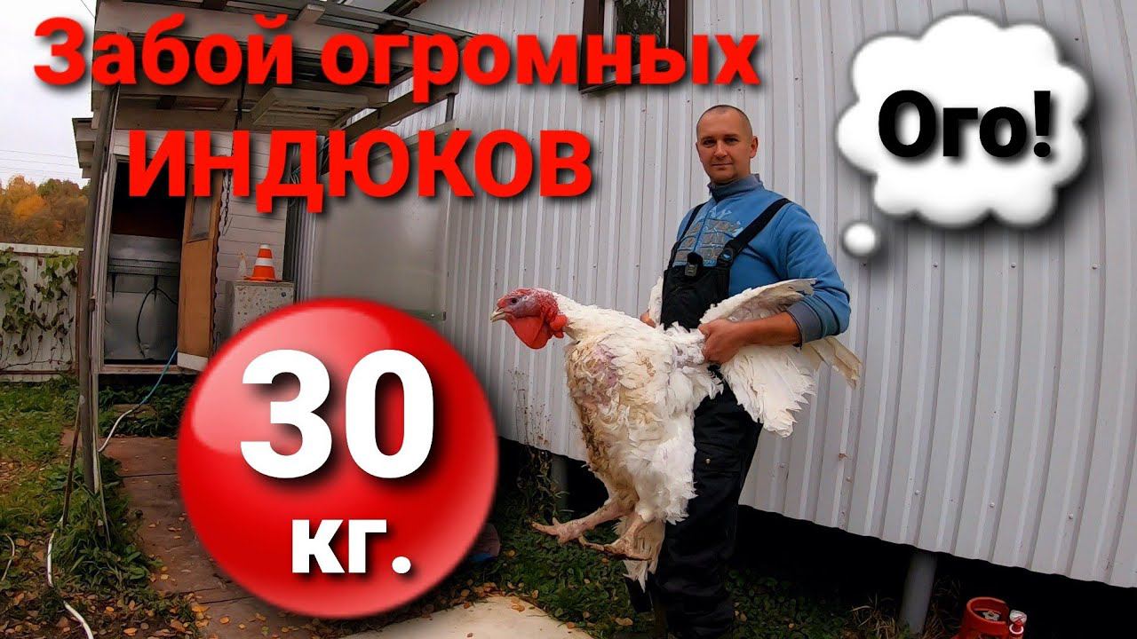 ЗАБОЙ ИНДЮКОВ на Южной Короне / СОДЕРЖАНИЕ ИНДЮКОВ по-годуновски. смотреть онлайн