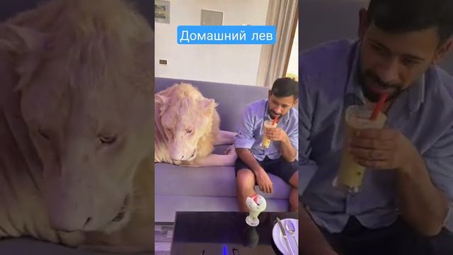 Домашний белый лев смотреть онлайн