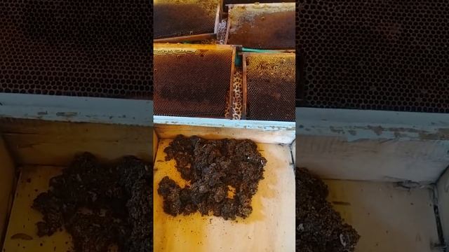 Восковая моль. Огнёвка. Часть 2. смотреть онлайн