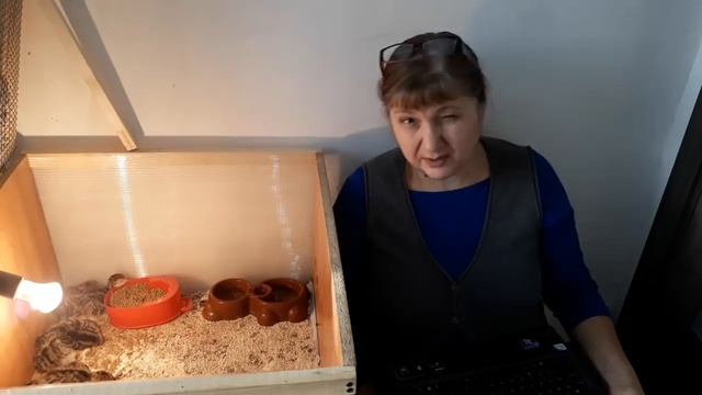 РОЖДЕСТВЕНСКИЕ ИНДЮШАТА!!!
Первый опыт! Ответы на вопросы!??? смотреть онлайн